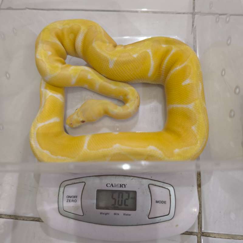 Pastel lavender clown aka. pastel grail