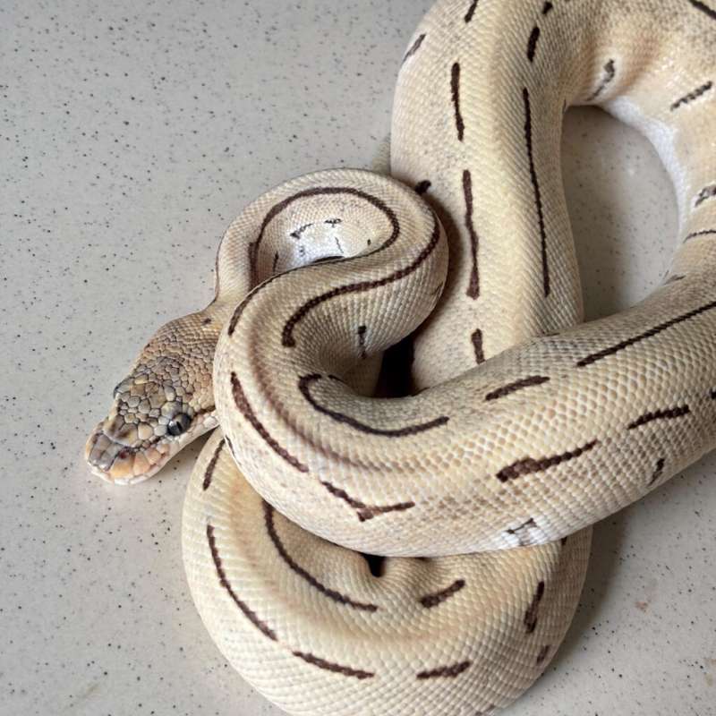 M Desert Ghost Orange Dream Pinstripe