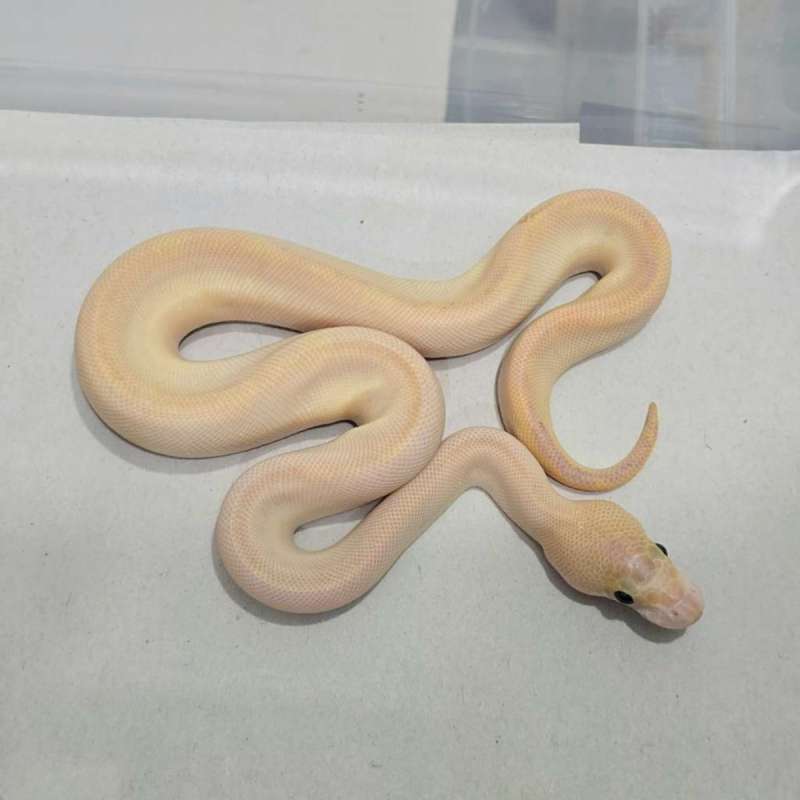 Ivory Clown pos Cypress