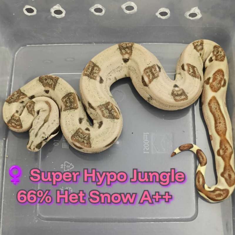 BOA Super Hypo Jungle 66% Het Snow