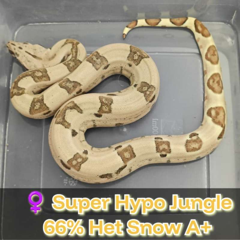 BOA Super Hypo Jungle 66% Het Snow