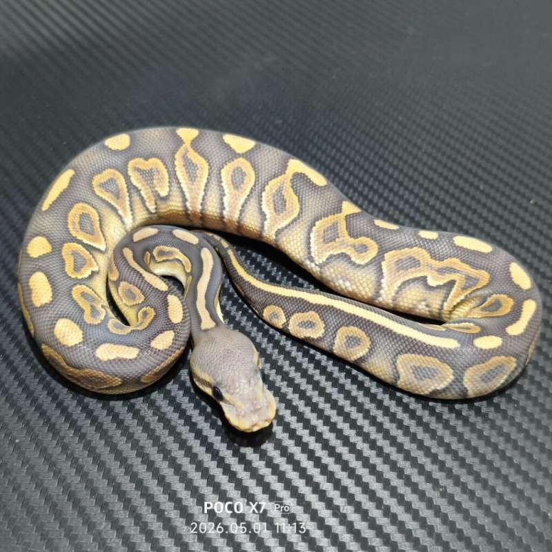 Hypo Cinnamon Mojave Female