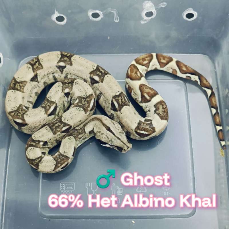 BOA Ghost 66% Het Albino Khal