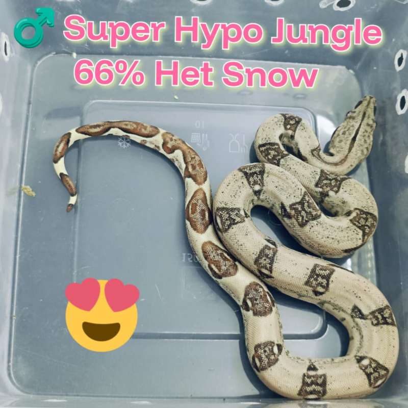 BOA Super Hypo Jungle 66% Het Snow