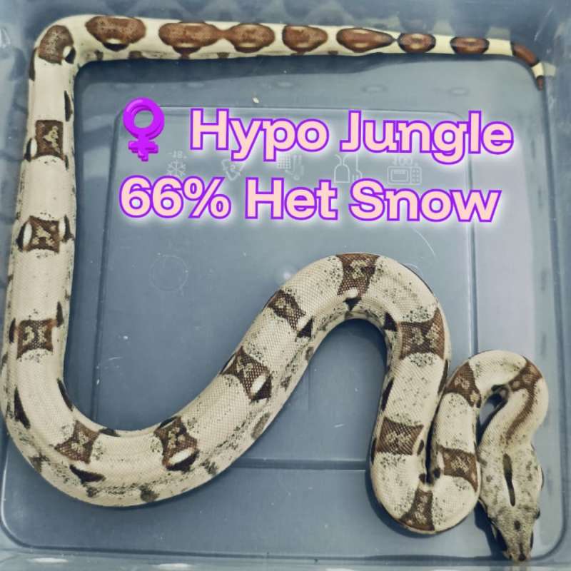 BOA Hypo Jungle 66% Het Snow