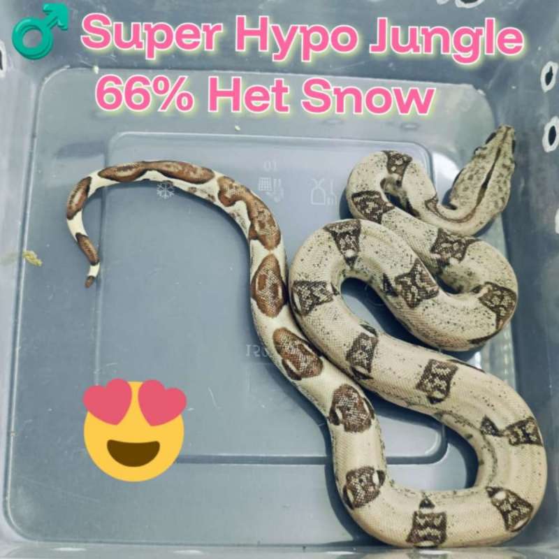 BOA Super Hypo Jungle 66% Het Snow