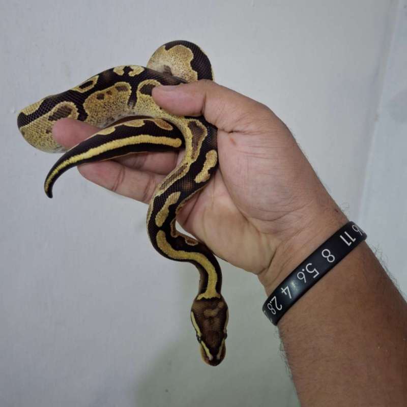 Yellowbely Fire Het Tristripe (Visual Jos)