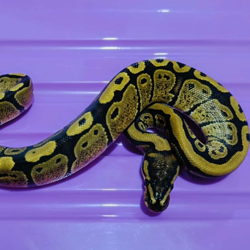Red stripe het pied