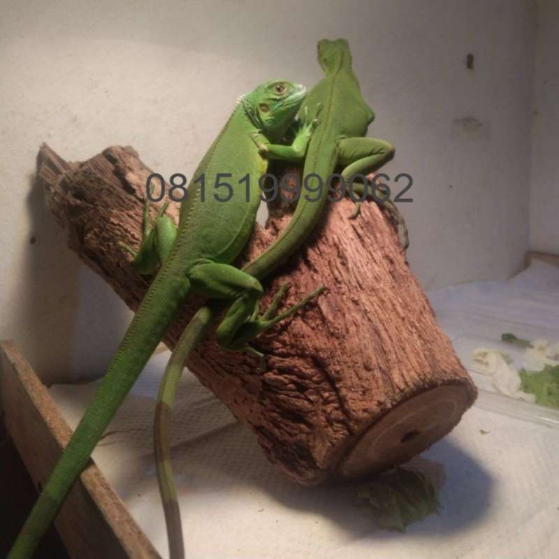2 Iguana