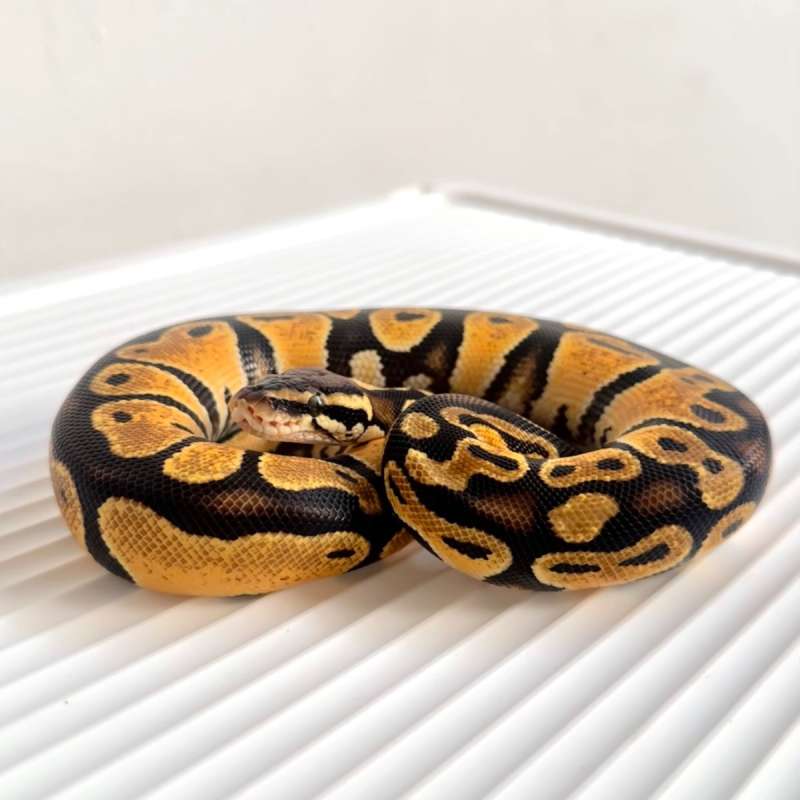 Orange Dream Pastel
