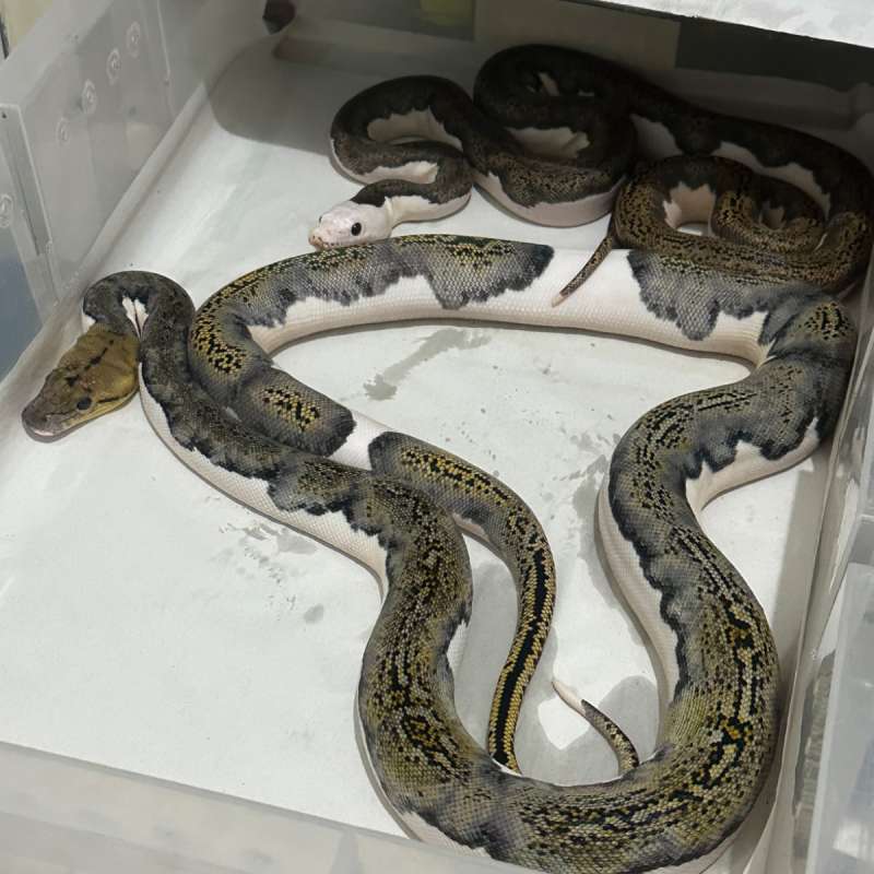 Tiger pied het albino sepasang