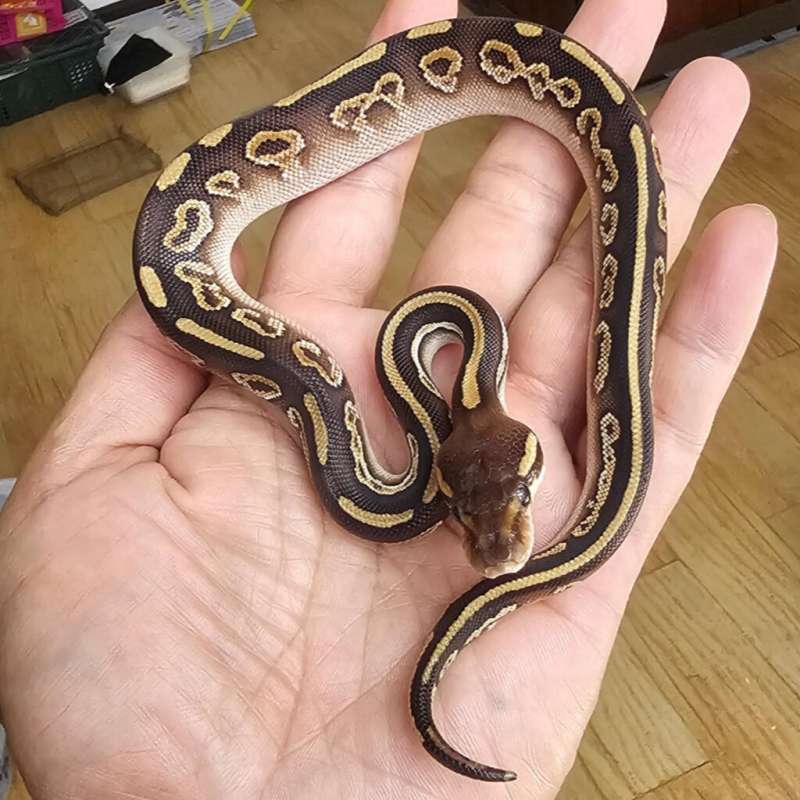 BLACK PASTEL MOJAVE HET ALBINO