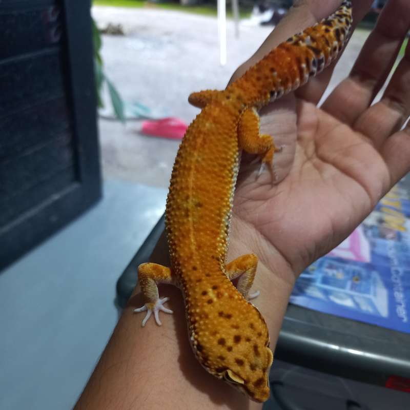 Gecko Hypo Tangerine