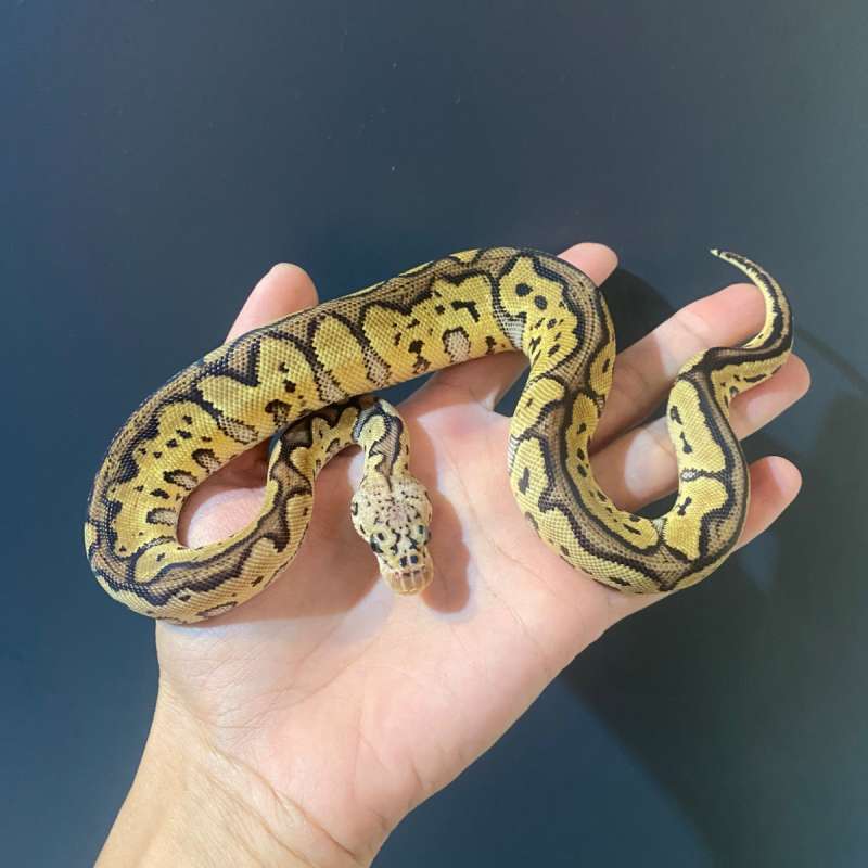 F - Pastel Spotnose Clown