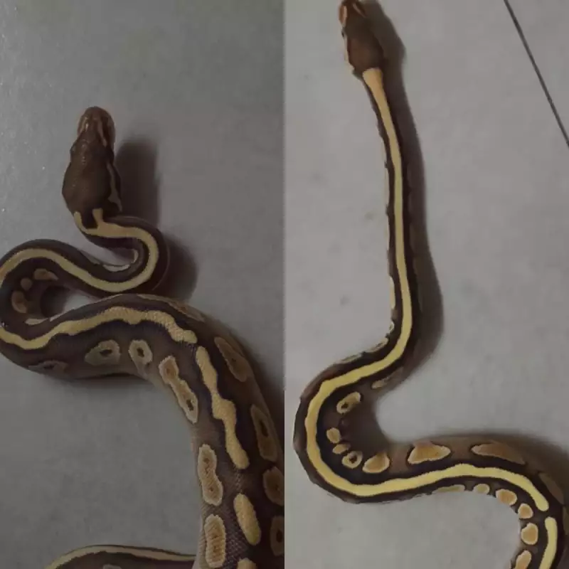 Pair butter lesser