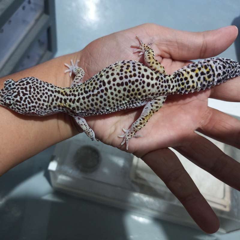 Gecko Macksnow BN Cross