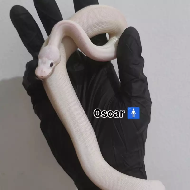 Ball Python Leucistic