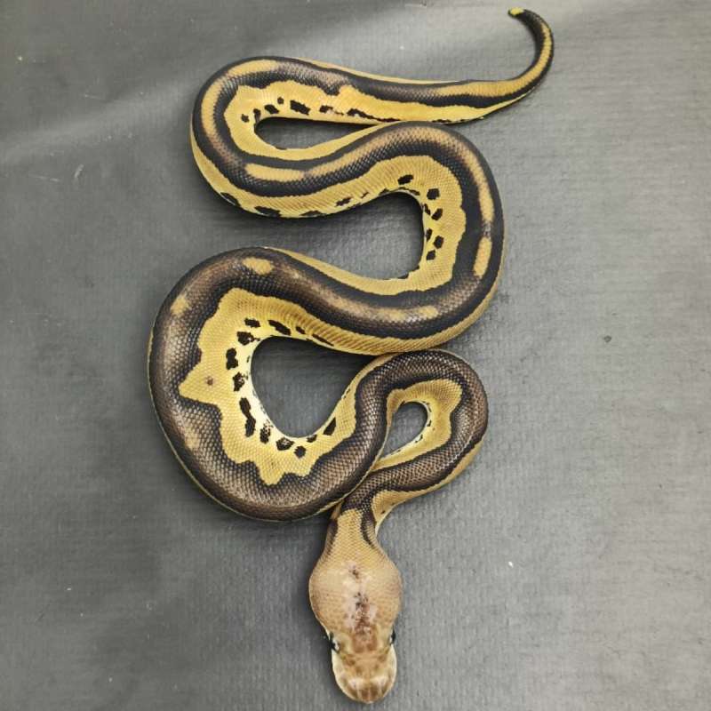 Clown Leopard Black Pastel (4Gen Female)