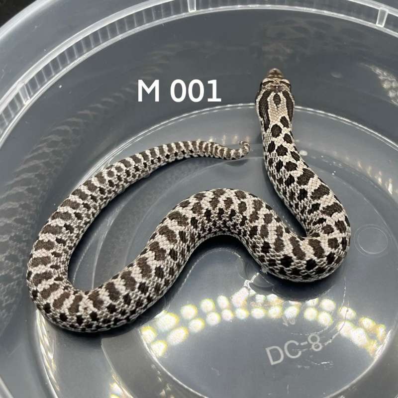 Axantic het albino