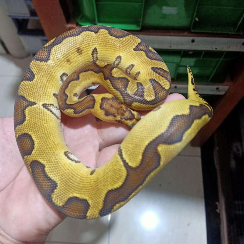 Enchi Clown