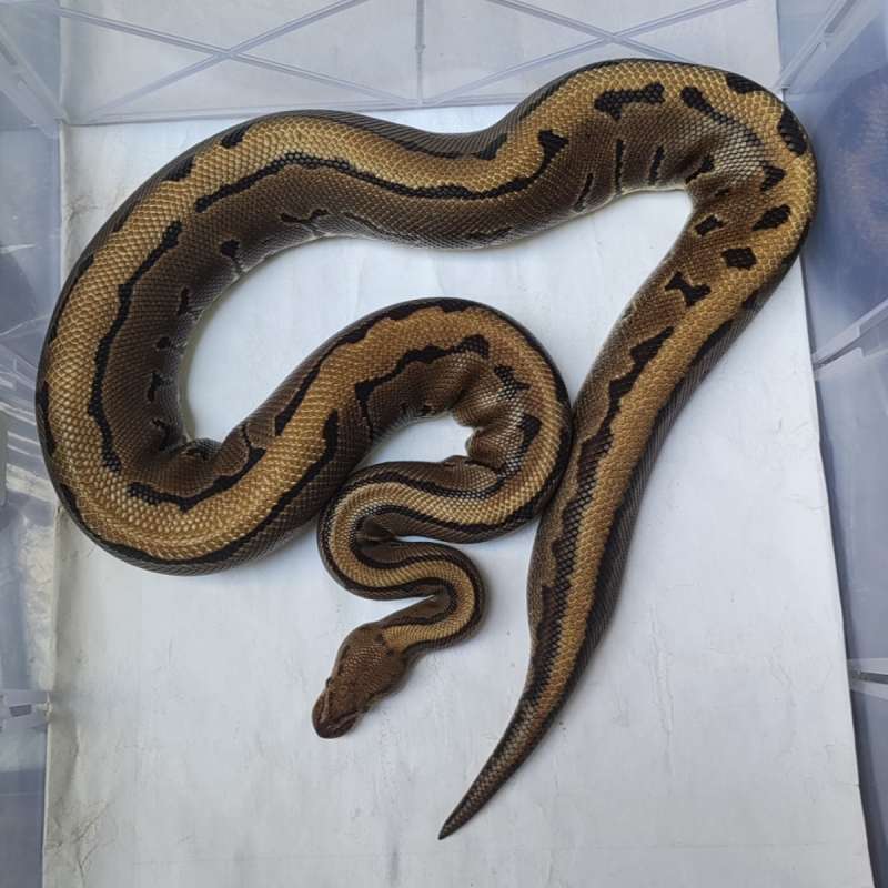 F - Leopard Redstripe Pinstripe DH DG Hypo 66% Clown (Proven)