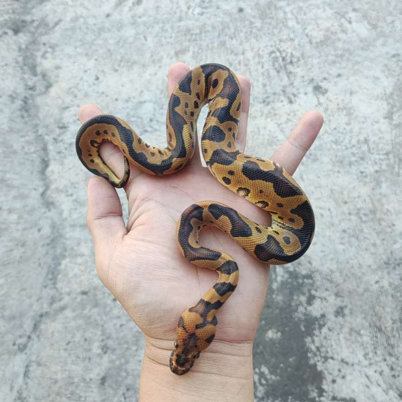 F - Clown DH Lavender Pied (Project Holy Grail)