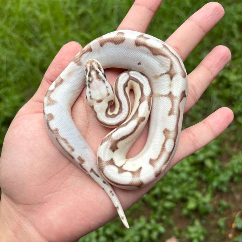 Spider, Pastel, Lesser (Queenbee) Enchi Calico ph Clown (f unsex) VISUAL JOSS