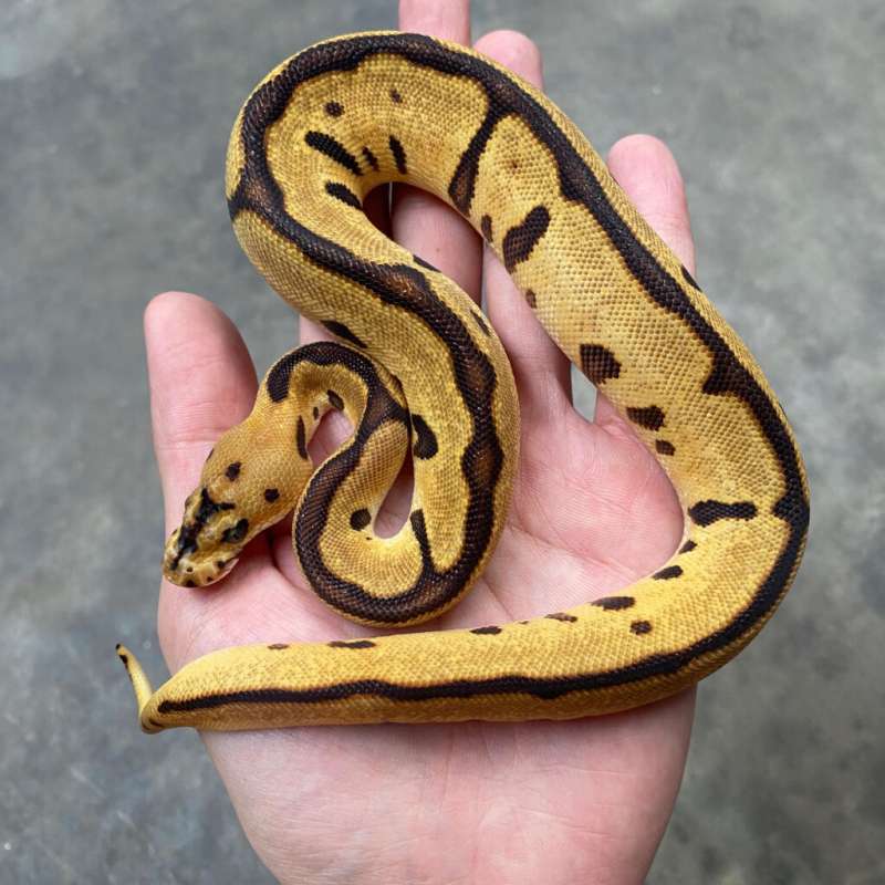 enchi leopard spotnose clown (batman)