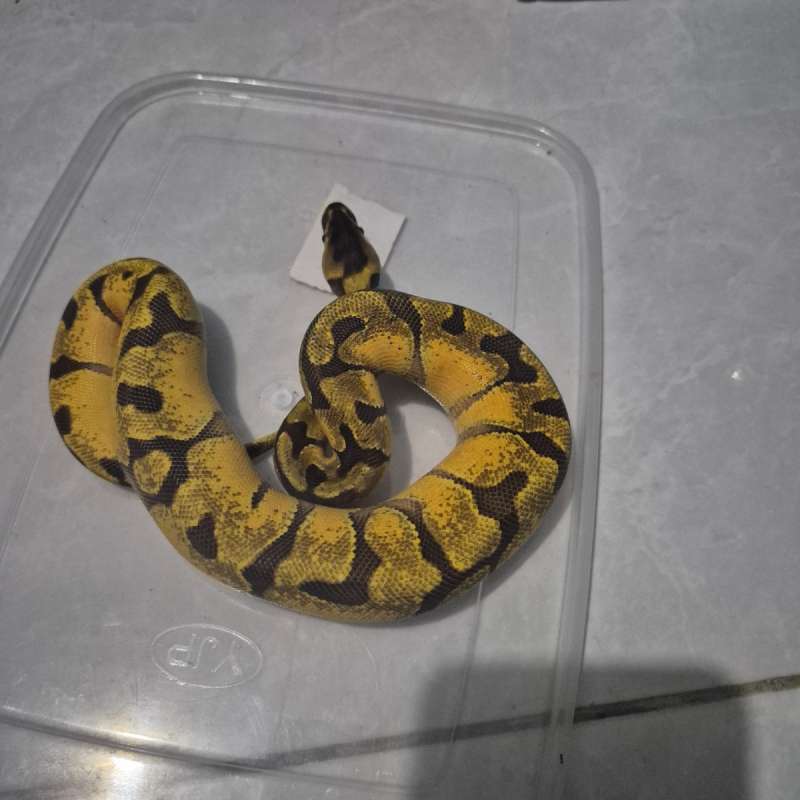Super enci 66% het sunset clown