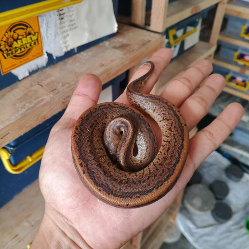 Blackpastel pinstripe het albino