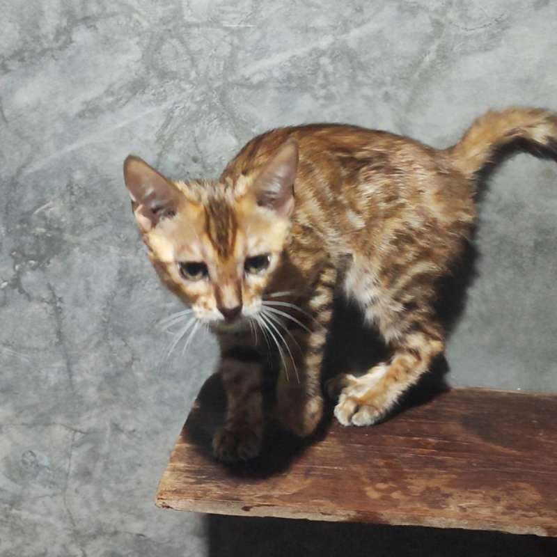 Kucing Bengal