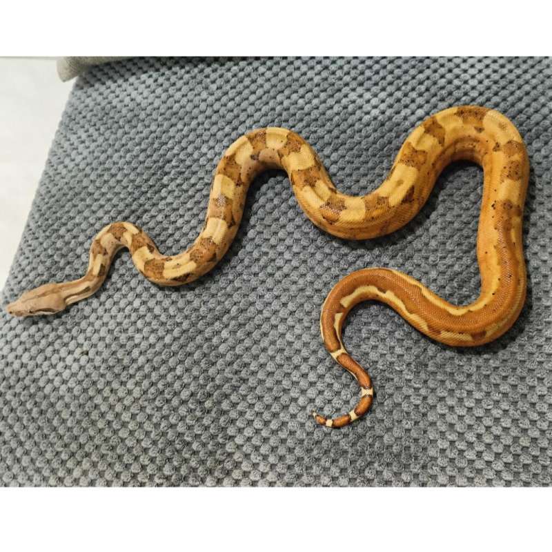 Boa Sunset Jungle 50% Het T+