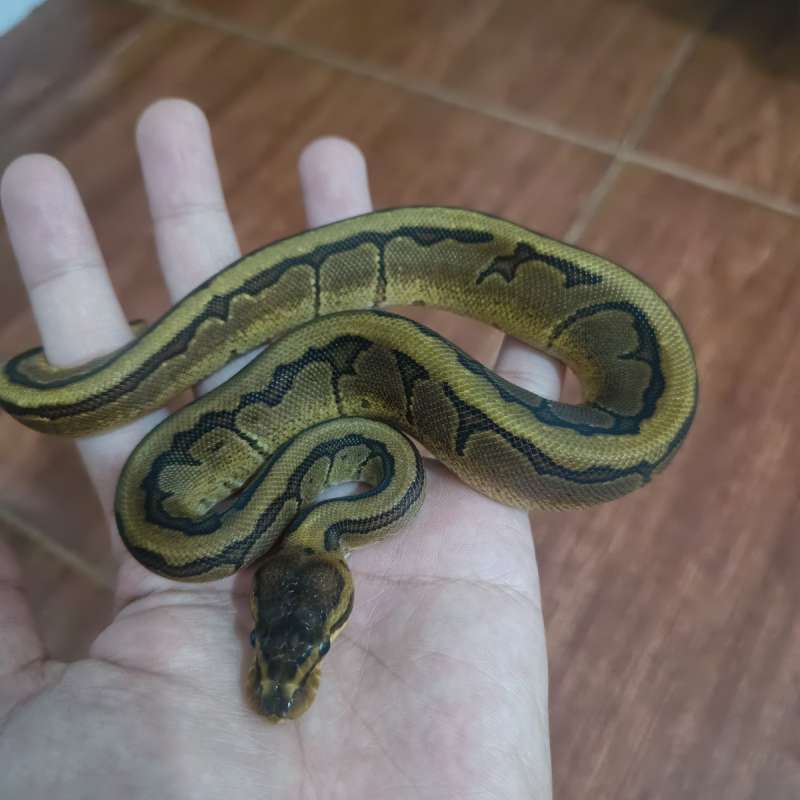 Pinstripe enchi Mahogany het pied pH albino