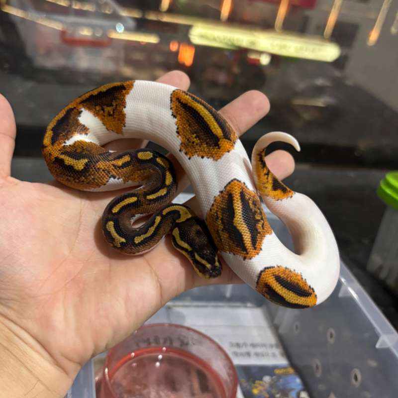 F OD/YB PIED