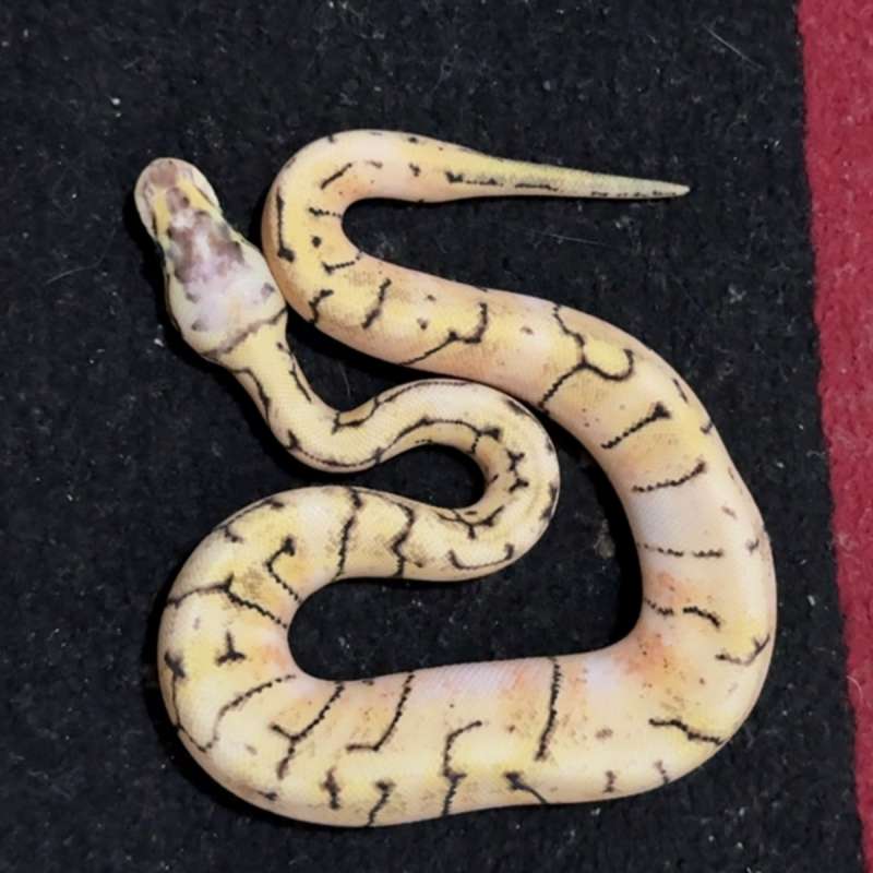 "Contes Quality" Pastel enchi pinstripe spider poss yb ph grail
