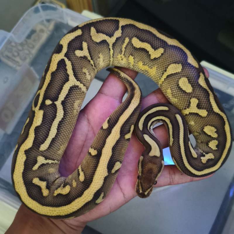 Blackhead Leo Lesser Het Clown Female