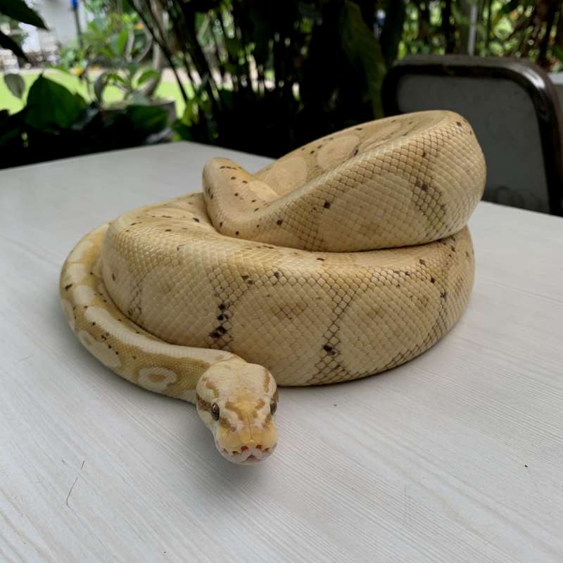 Ball python - Banana Pastel Calico
