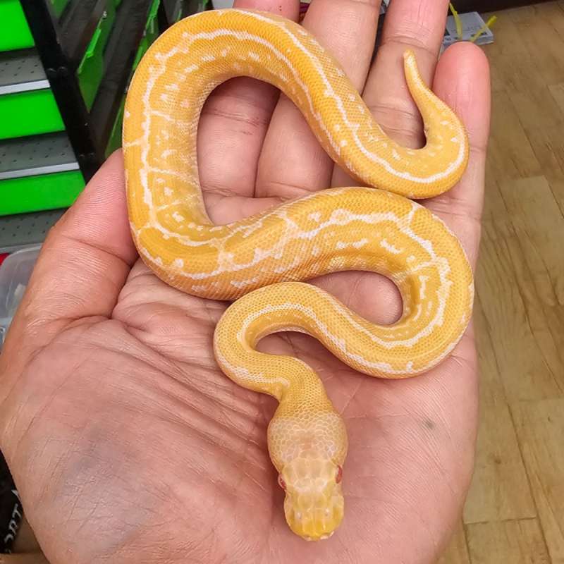 ALBINO BLACK PASTEL PINSTRIPE