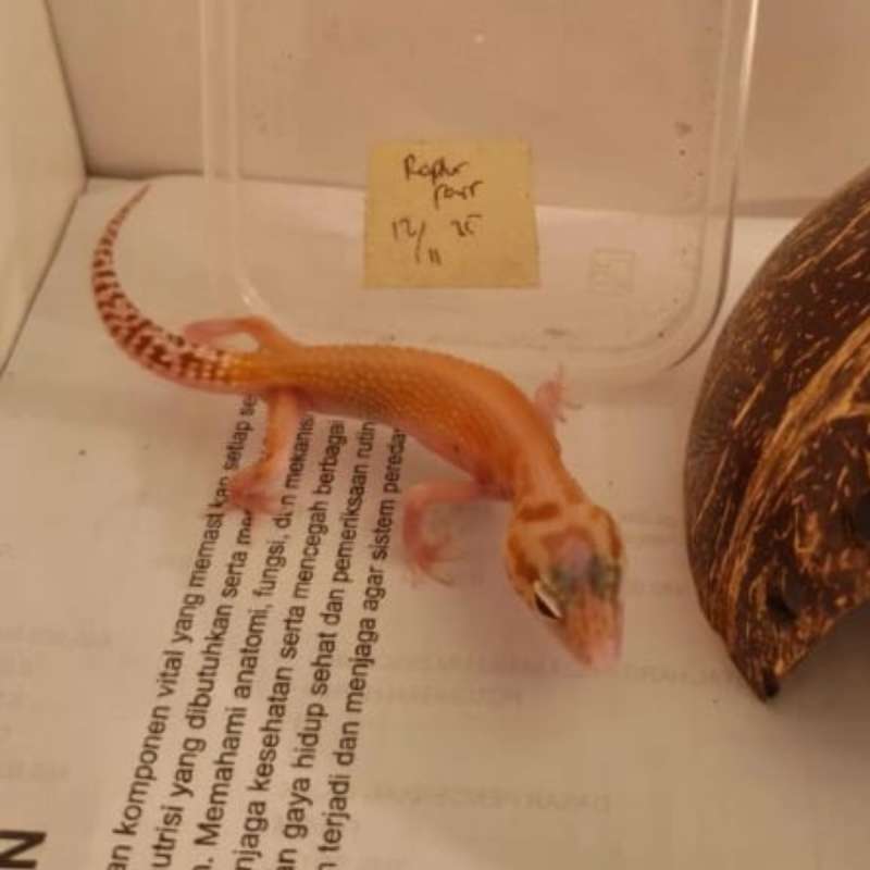 Gecko Baby ~ RAPTOR