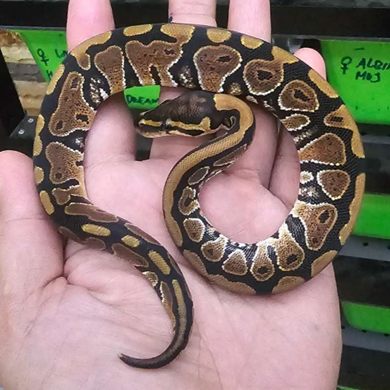 DOUBLE HET CLOWN HYPO