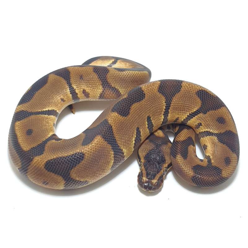 ENCHI LEOPARD POSSHET LAVENDER