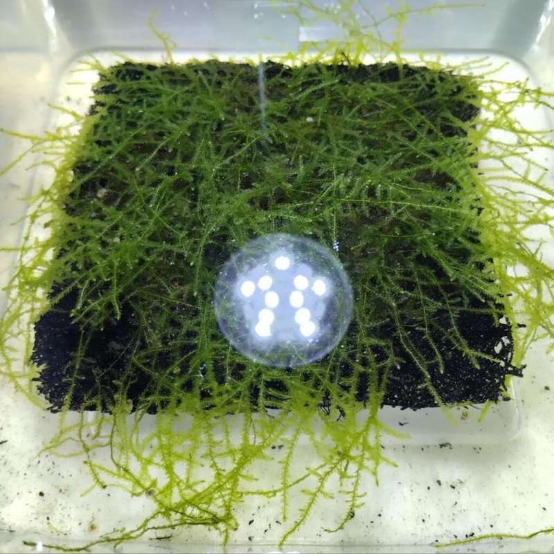 Xmas Moss Media Pakis 10cm x10 cm x 2 cm 4 Pakis