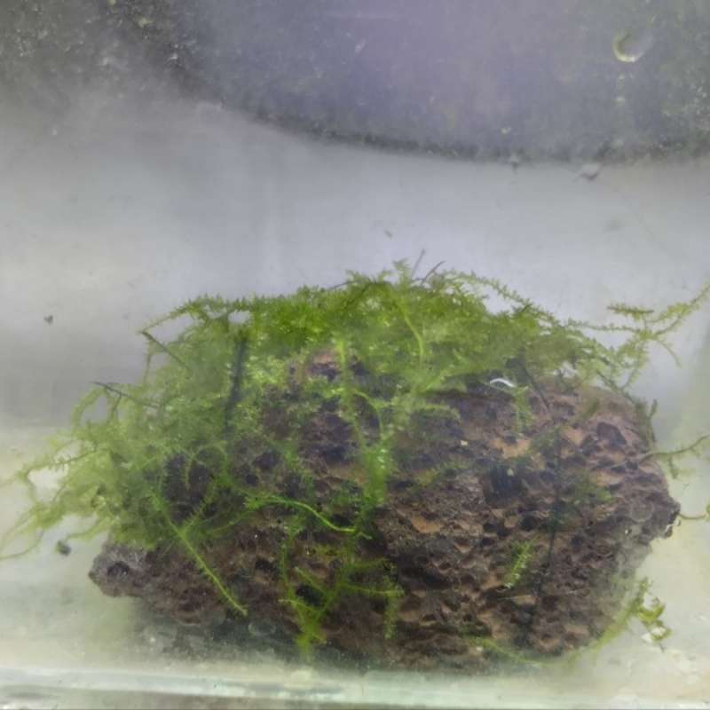 Xmas Moss Media Lava Rock Merah 5 Batu Bonus Java Moss Media Pakis