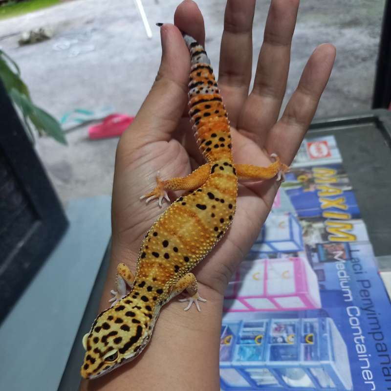 Hypo tangerine