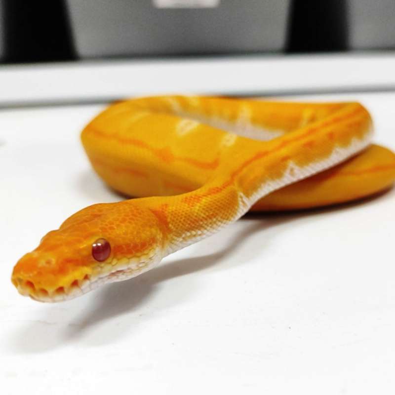 M Blackhead Lavender Pinstripe 100% het Clown