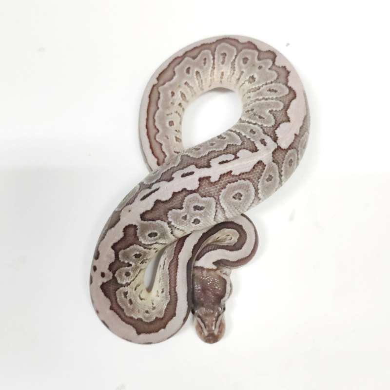 F. Mojave Pins VPI Axanthic