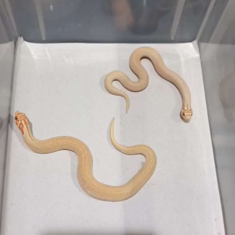 Albino superconda