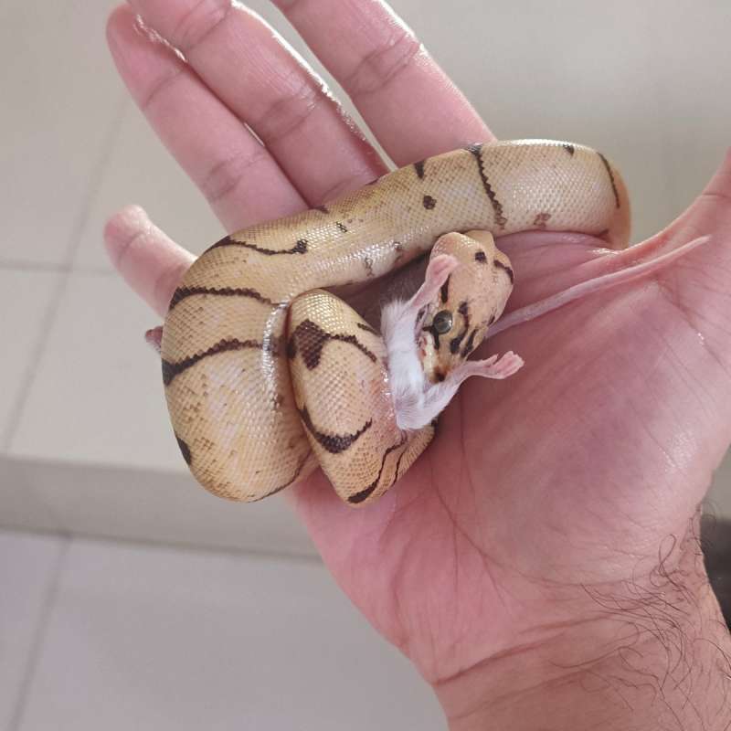 Enchi Yellow Belly Pastel Spider 66% Het Clown