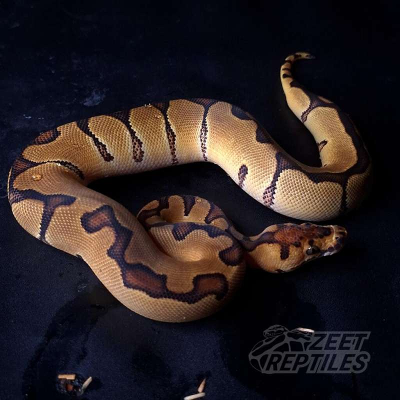 F - Enchi Clown