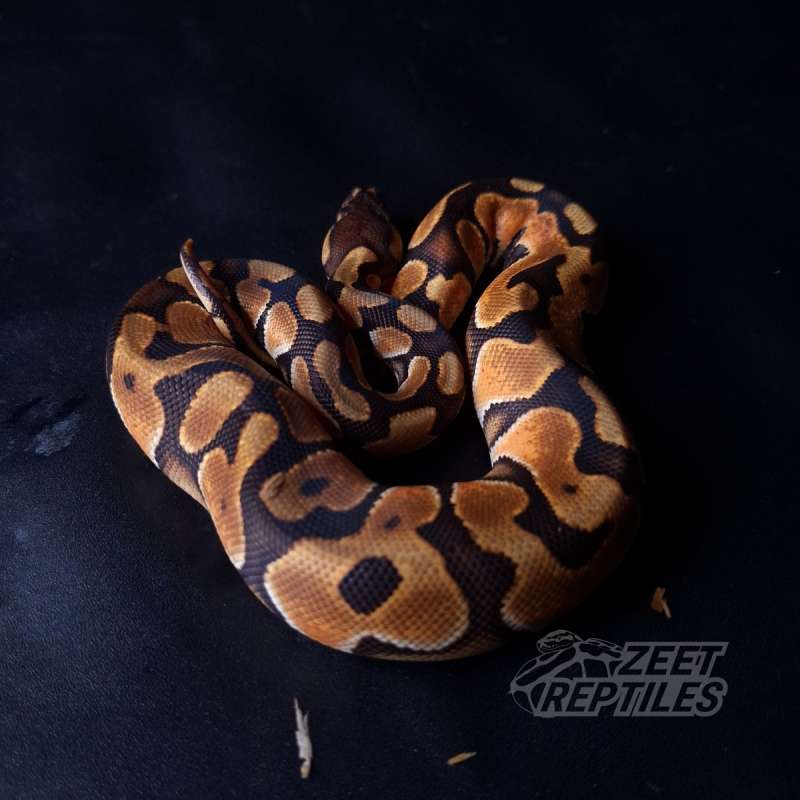 F - Cinnamon Enchi het Clown